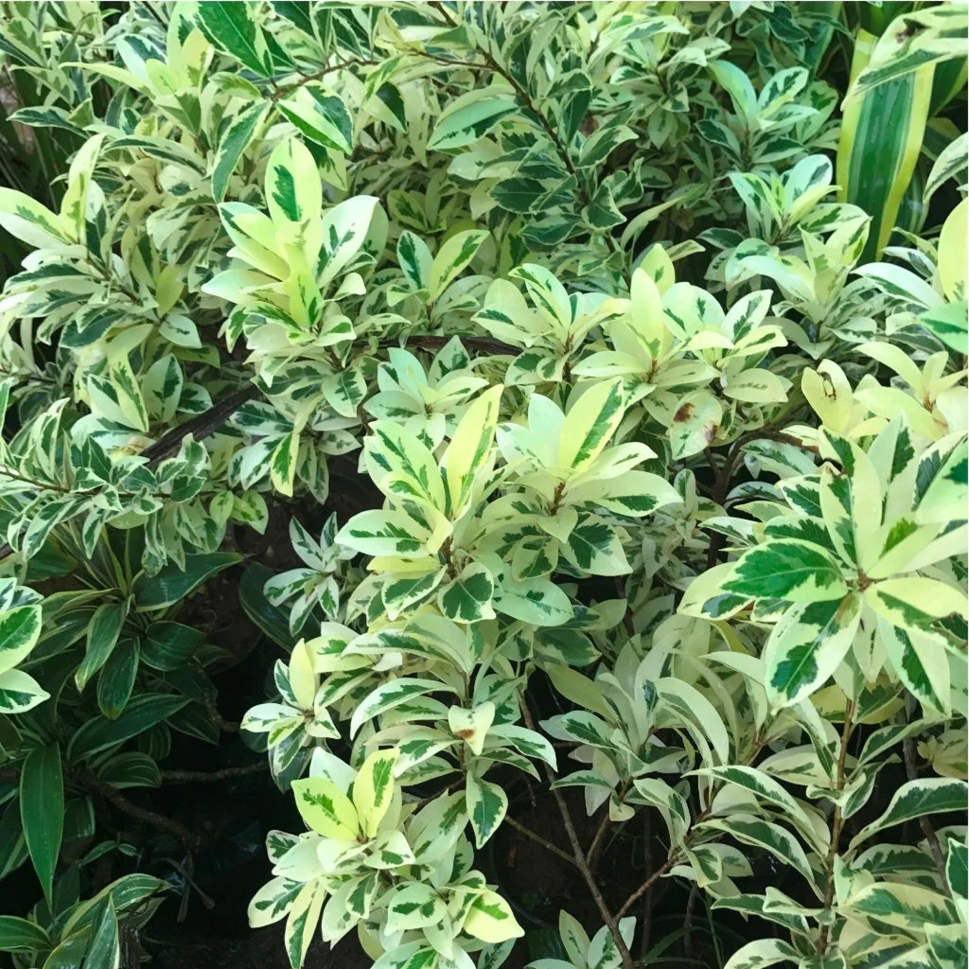 Ficus Starlight Ficus benjamina Plant