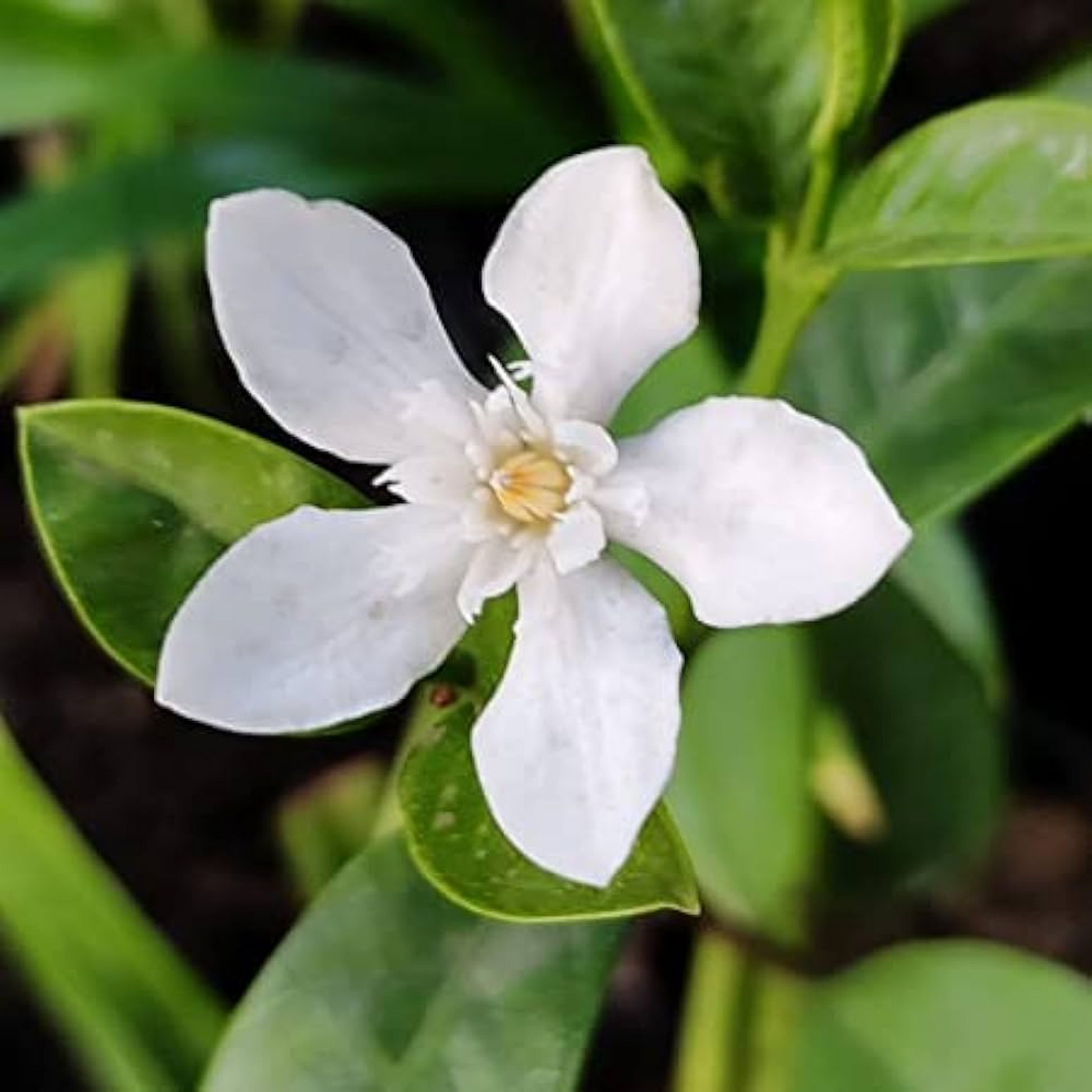 Srilankan Tagar (White) Plant 