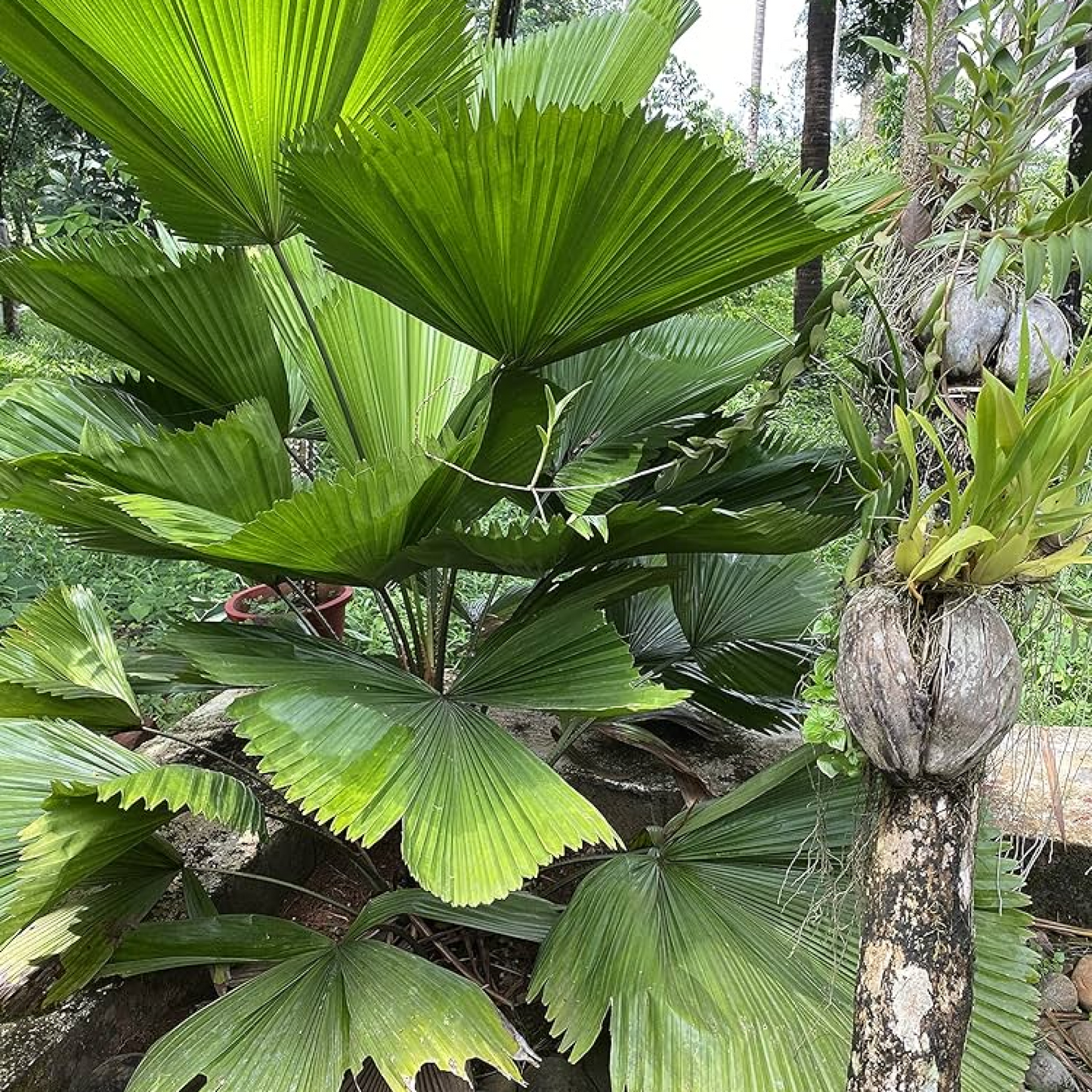 Pichodia grandis, Ruffled fan palm, Palas payung, Licuala grandis - Plant