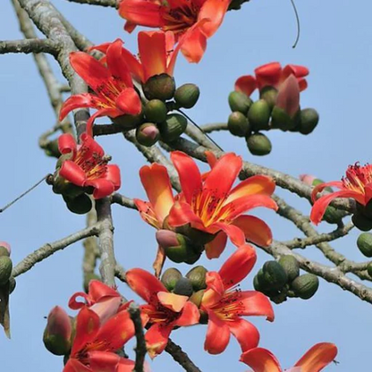 Red Silk Cotton Tree of Jyehstha Plant