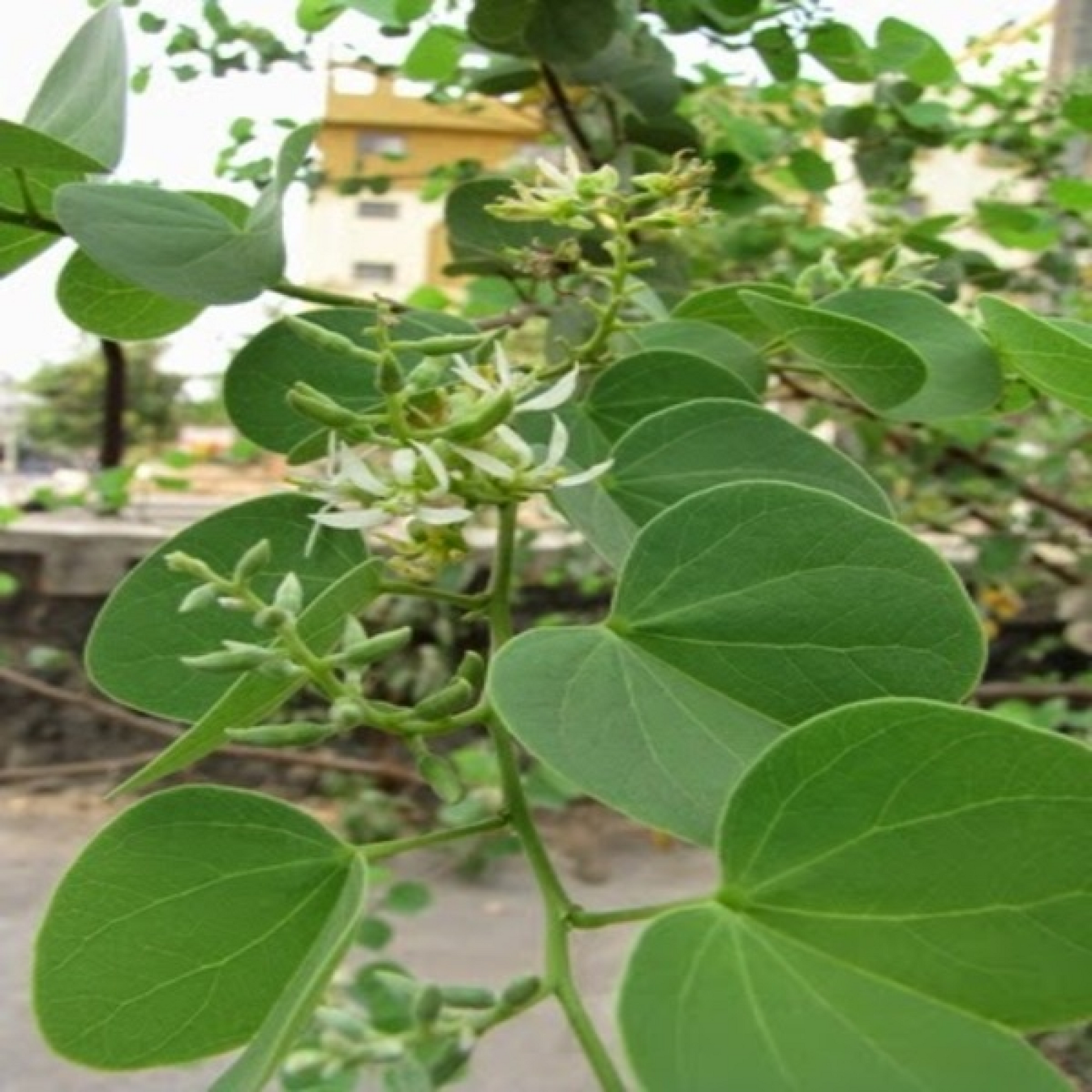 Katmauli Bidi Leaf Tree Apta Plant