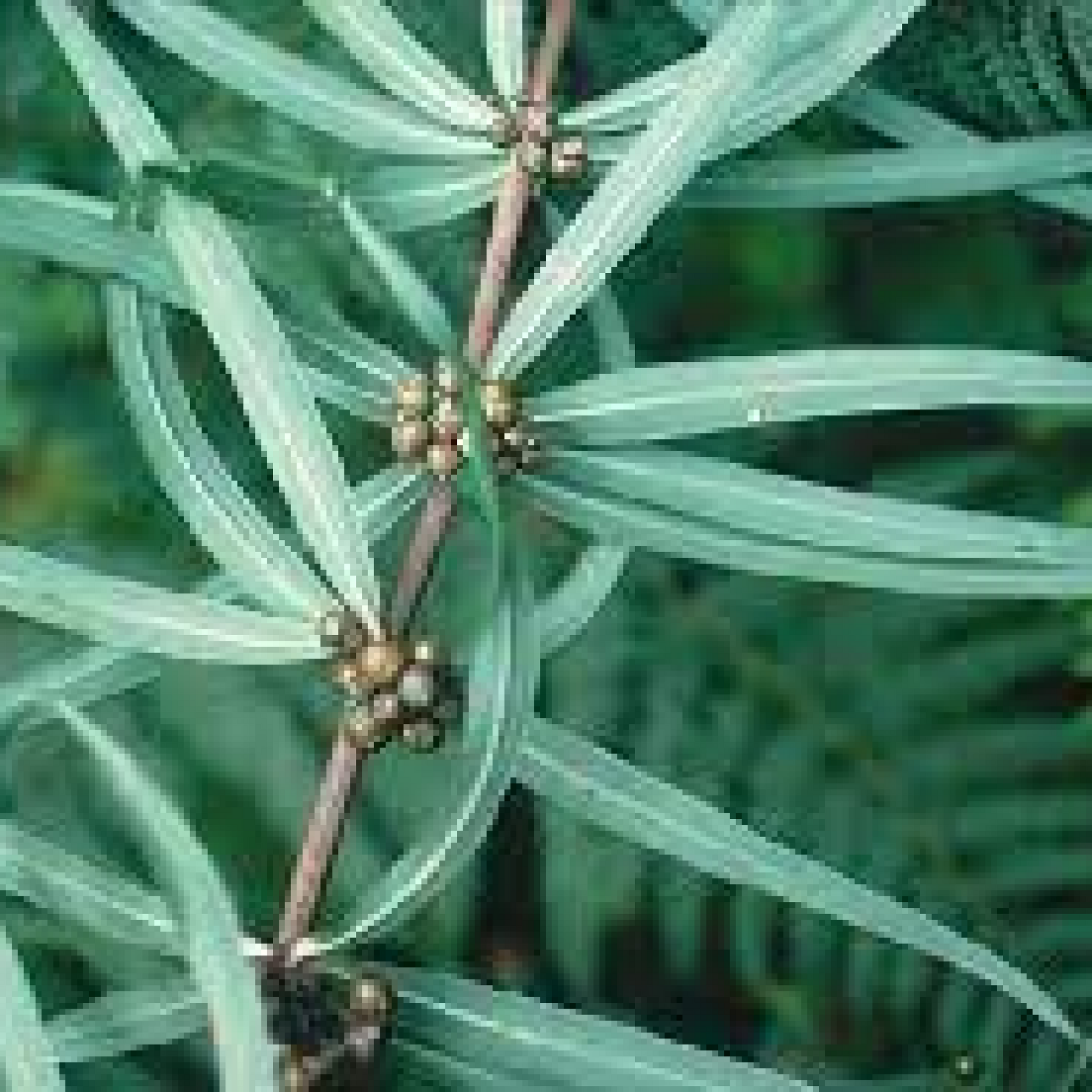 Polygonatum cirrhifolium Plant