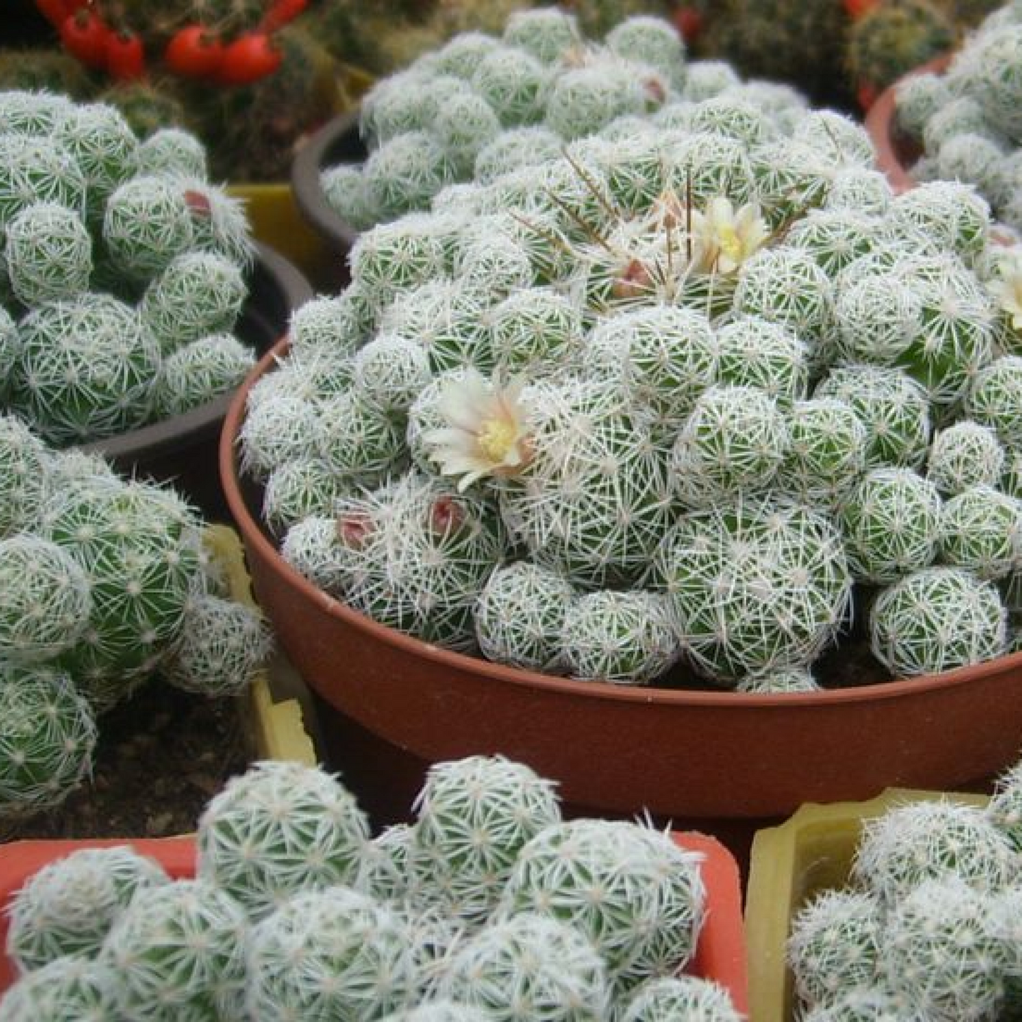 Thimble Cactus Mammillaria Cactus Plant