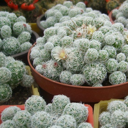 Thimble Cactus Mammillaria Cactus Plant