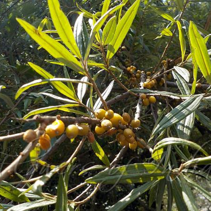 Hippophae salicifolia Plant