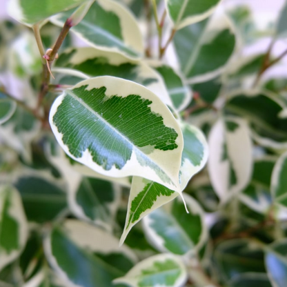 Ficus Compacta Variegated Plant