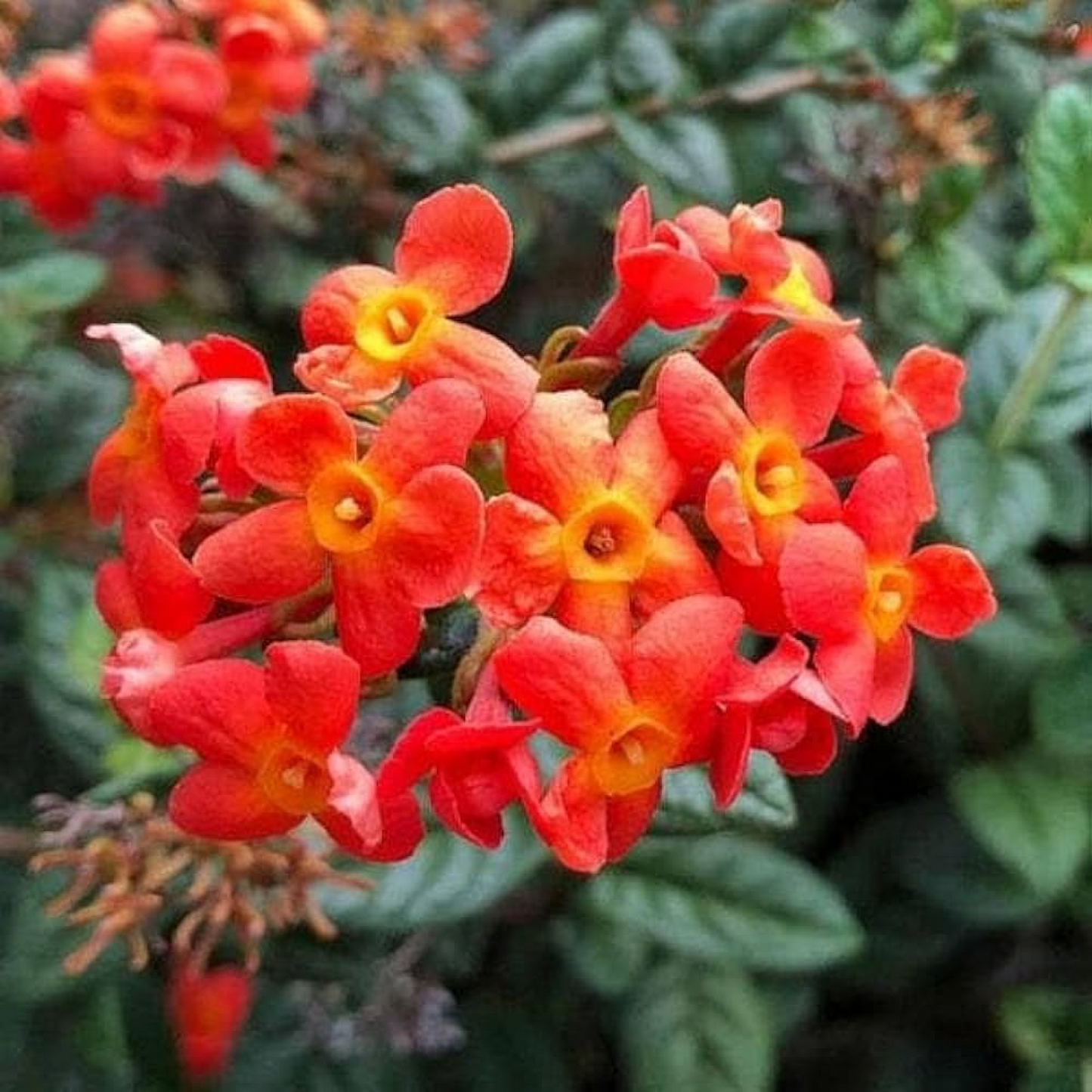 Rondeletia Odorata, Fragrant Panama rose - Plant