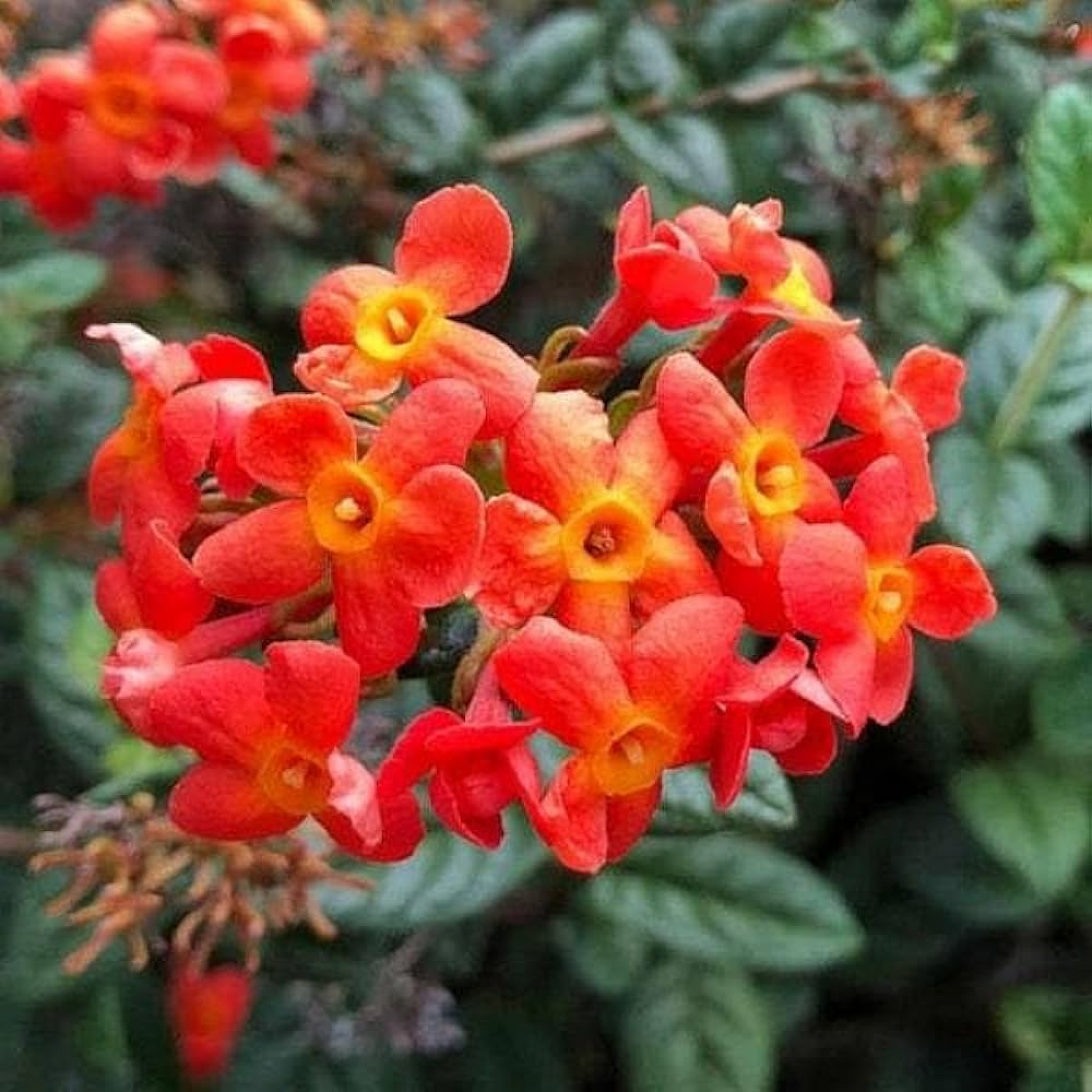 Rondeletia Odorata Fragrant rose Plant