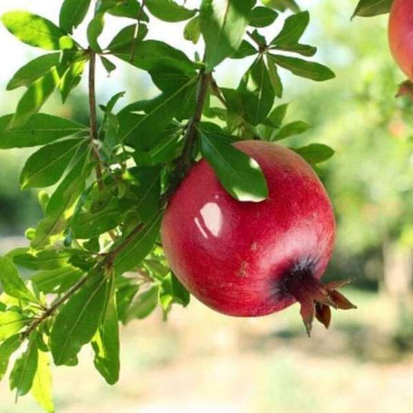 Pomegranate, Annar, Anar - Plant