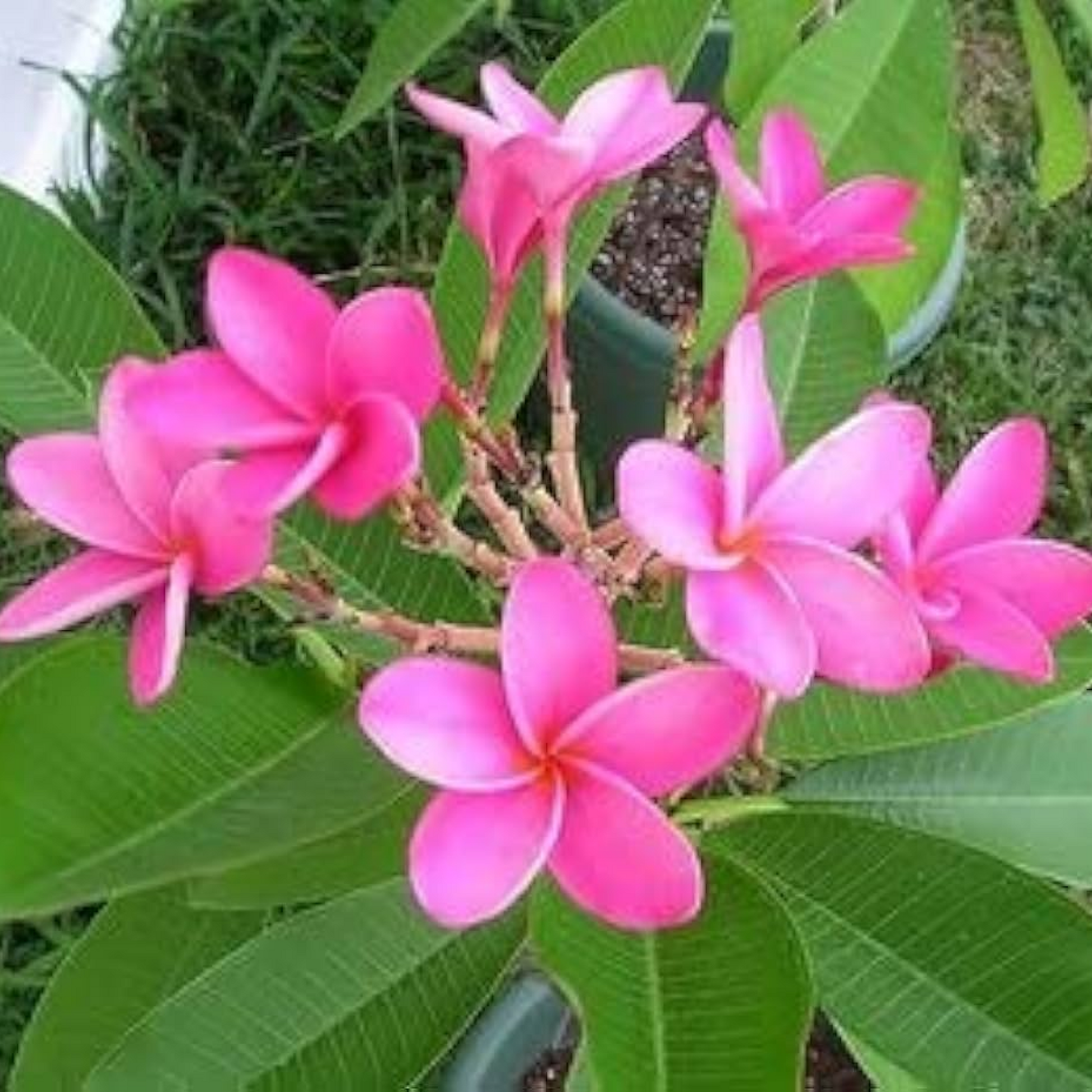 Plumeria Champa (Pink) Plant 