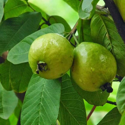Guava Tree, Amrud, Psidium guajava (Grown through seeds) - Plant