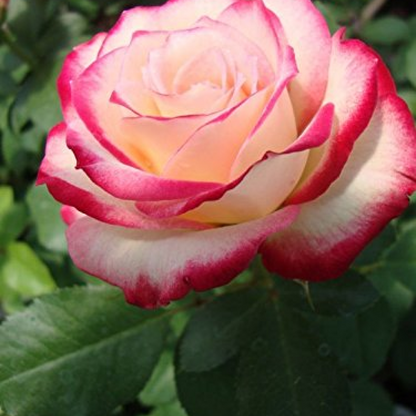 Rose (Pink White) - Plant