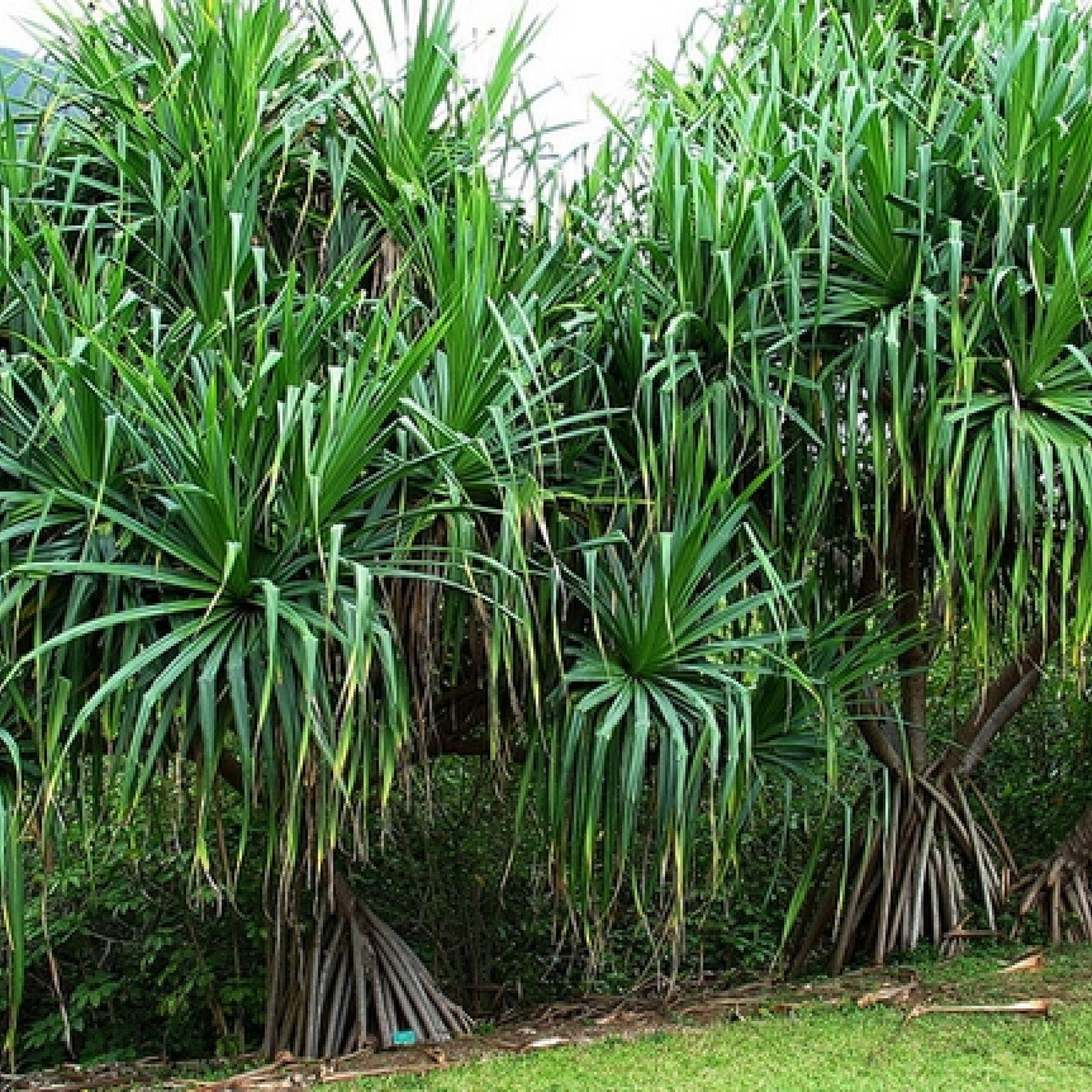 Pandanus tectorius Plant