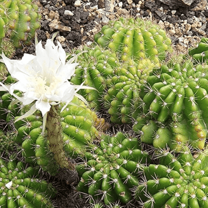 Echinopsis species Cactus Plant