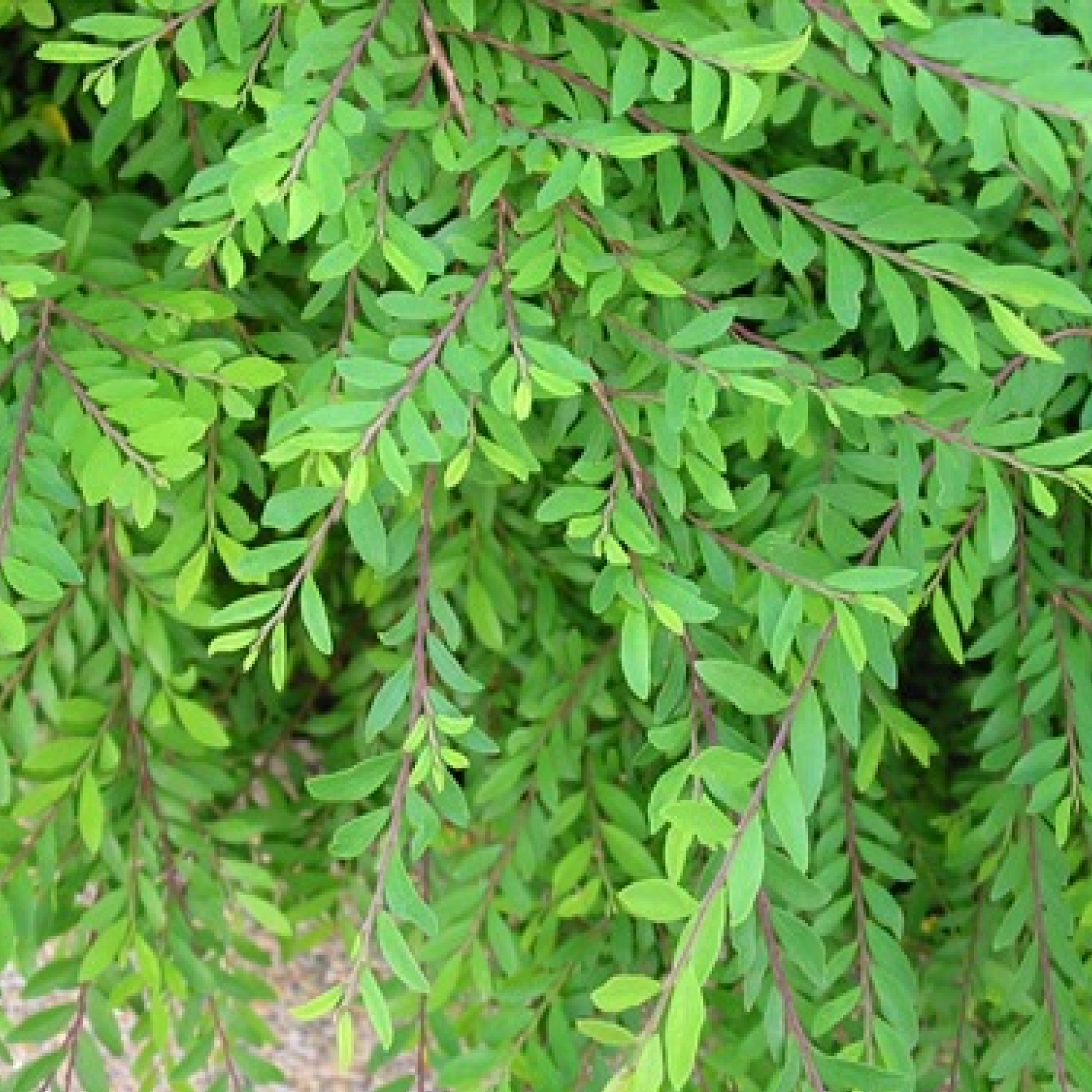 Phyllanthus myrtifolius Plant