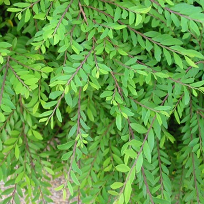 Phyllanthus myrtifolius Plant