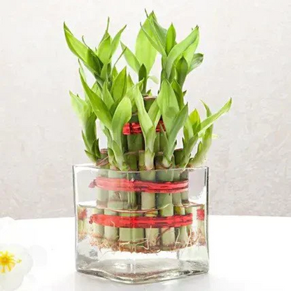 Symbol of Good Luck 2 Layer Lucky Bamboo