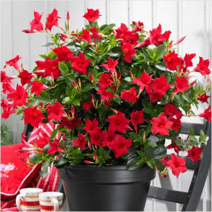 Mandevilla (Red) Plant