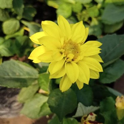 Dahlia (Yellow) Plant
