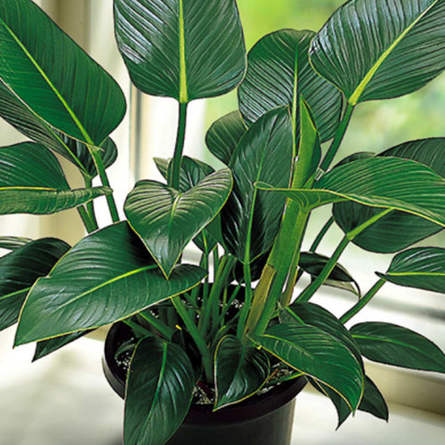 Philodendron Congo Philodendron Plant