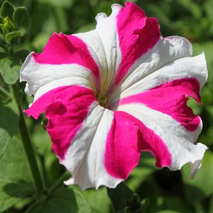Petunia (Pink with White Strip) Plant