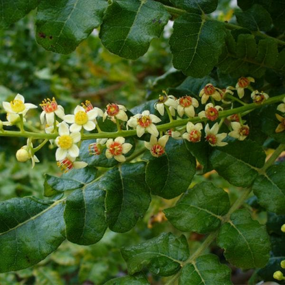 Indian Olibanum Plant