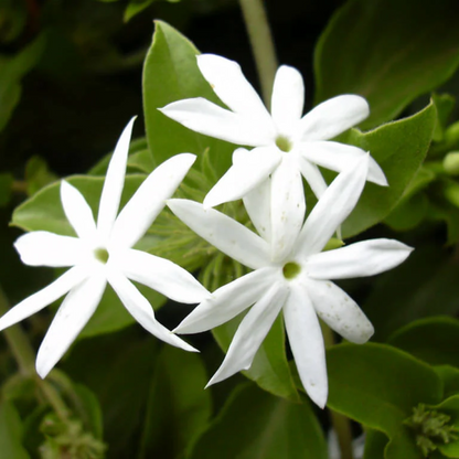 Jasminum multiflorum hybridum Plant