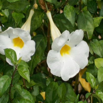 Thunbergia Erecta Alba (White) Plant
