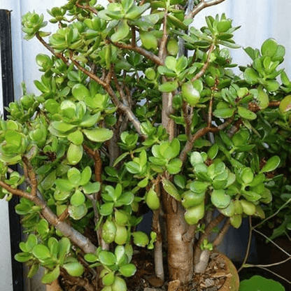 Crassula ovata, Jade Plant - Succulent Plant