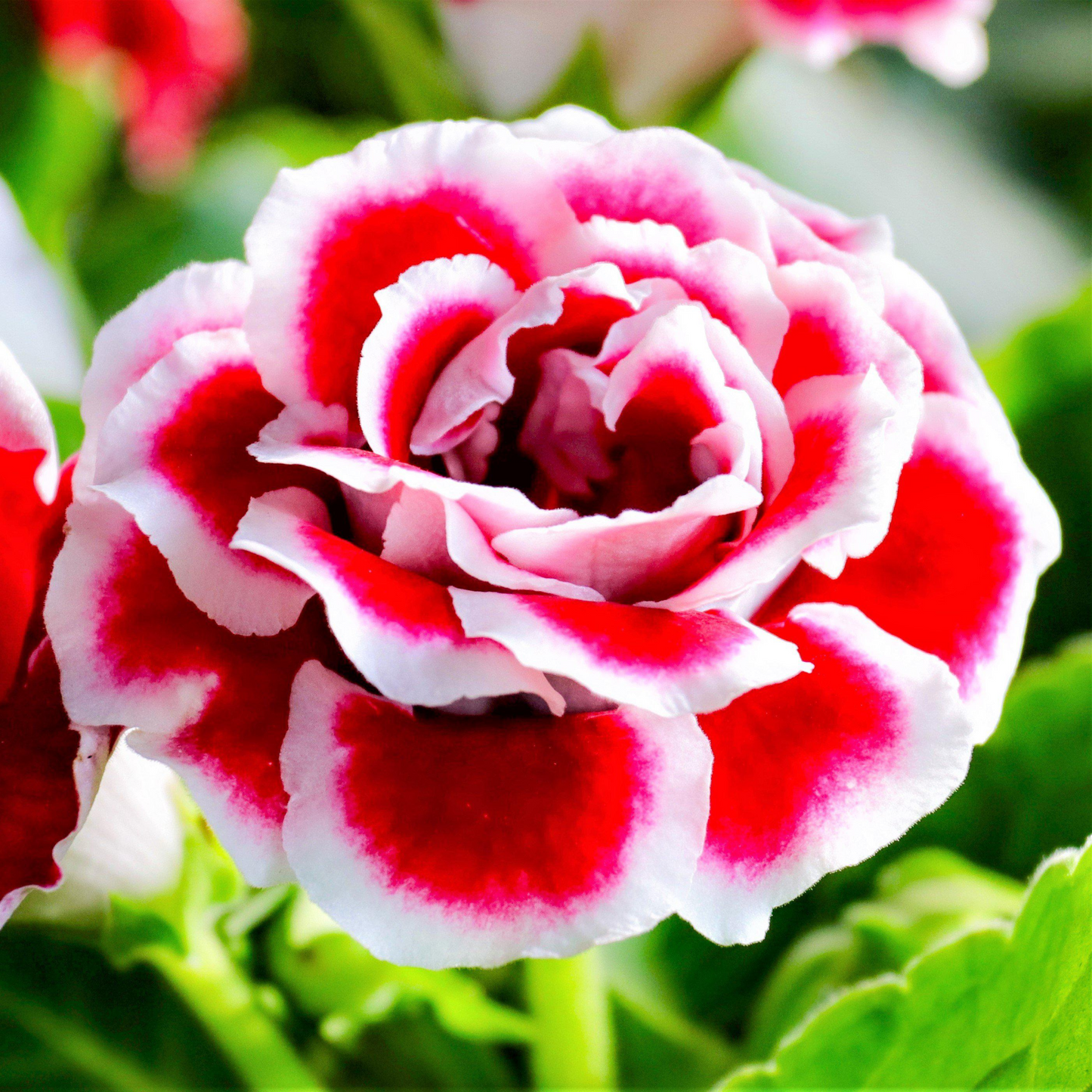 Gloxinia (Red) Plant