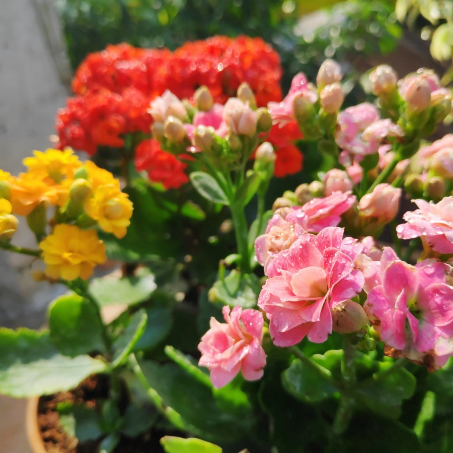 Kalanchoe (Any Color) - Plant