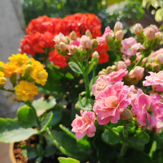 Kalanchoe (Any Color) Plant