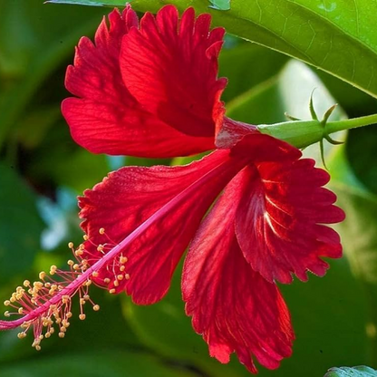 Hibiscus Gudhal Flower (Red) Plant