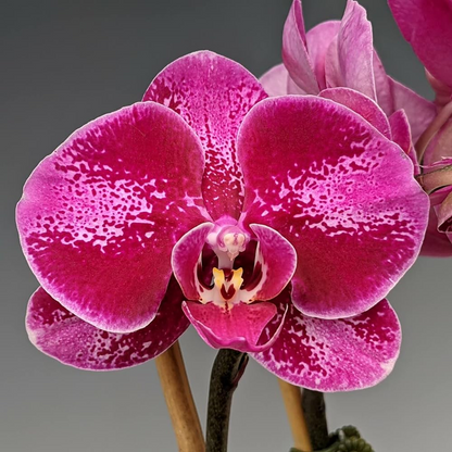 Phalaenopsis Orchid (Pink) Plant