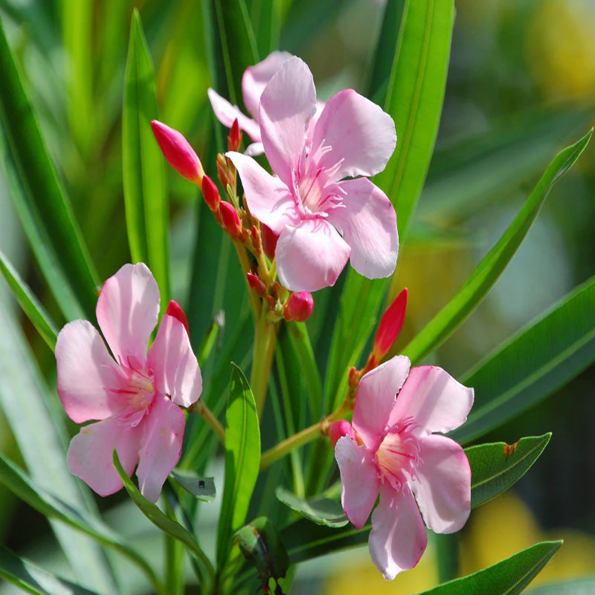 Kaner Nerium Oleander (Pink Single) Plant