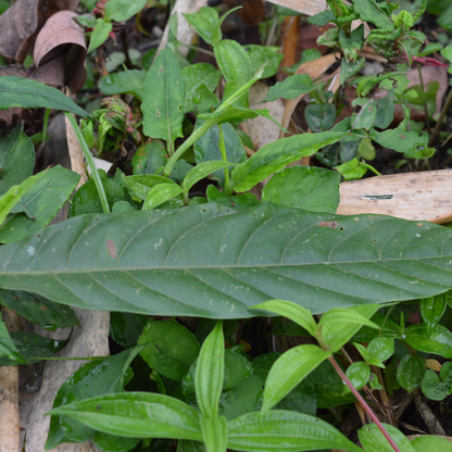 Litsea lancifolia Plant