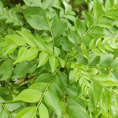 Curry Leaves, Kadi Patta, Murraya koenigii, Meetha Neem - Plant