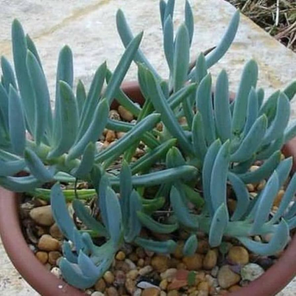 Senecio vitalis Blue Succulent Plant