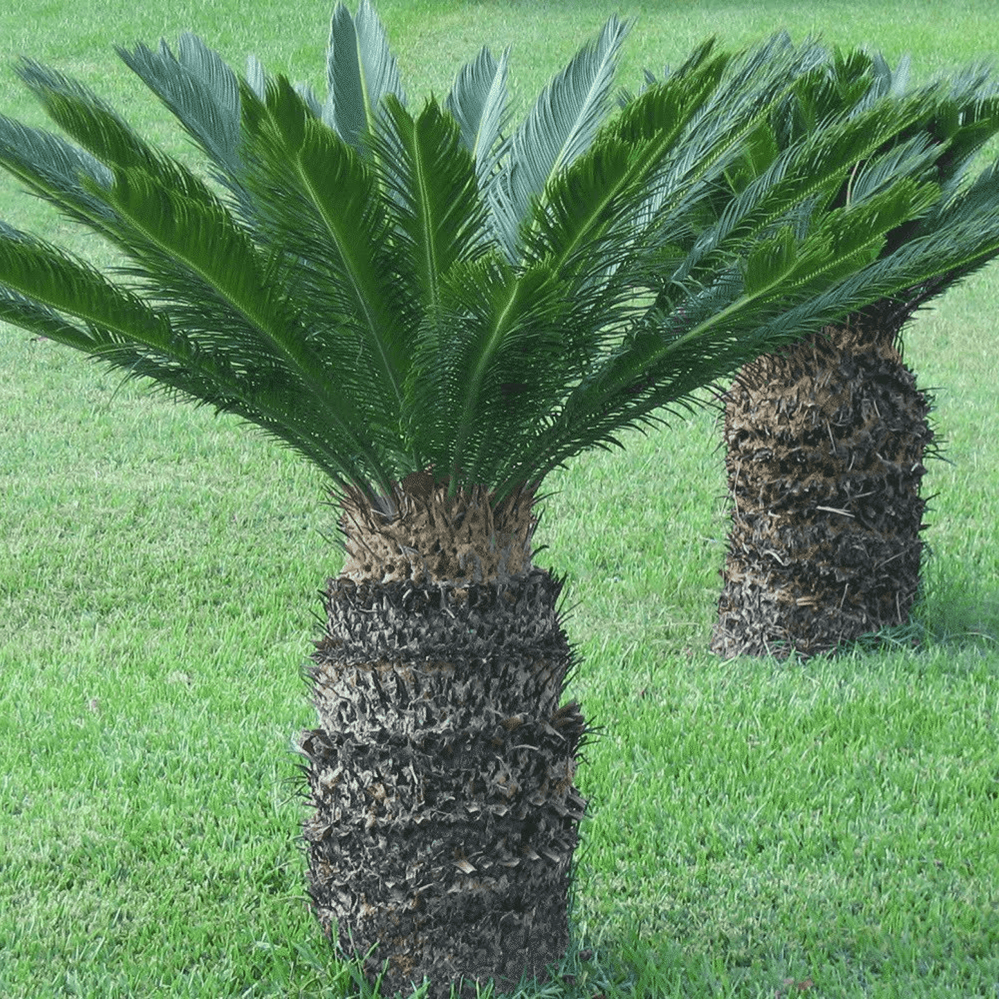 Cycas Plant, Sago Palm, Cycas revoluta - Plant