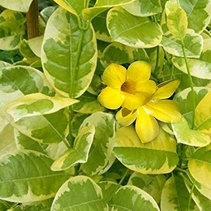 Variegated Allamanda (Yellow) Plant