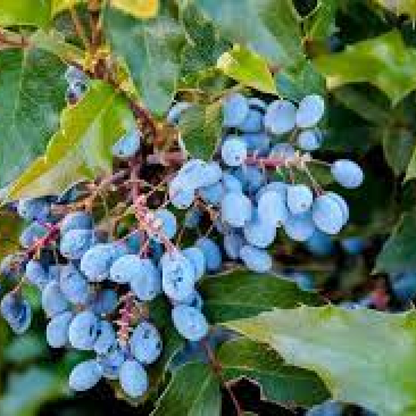 Oregon hollygrape Plant