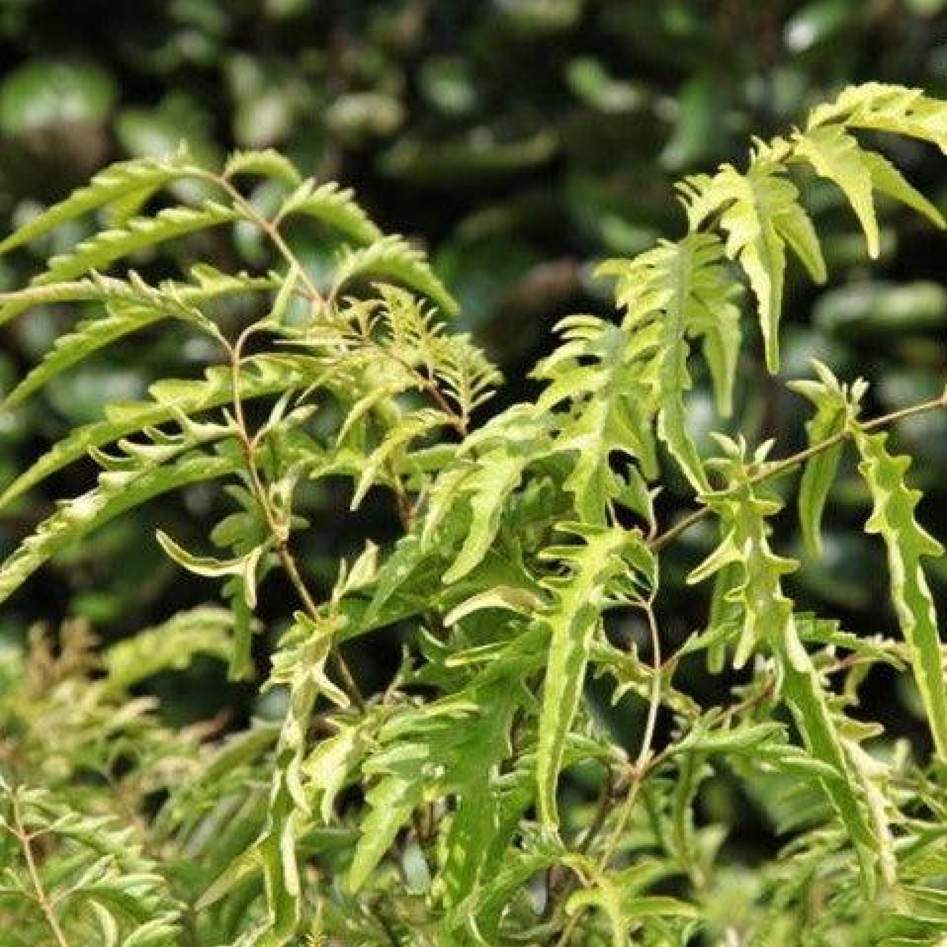 Polyscias filicifolia Plant