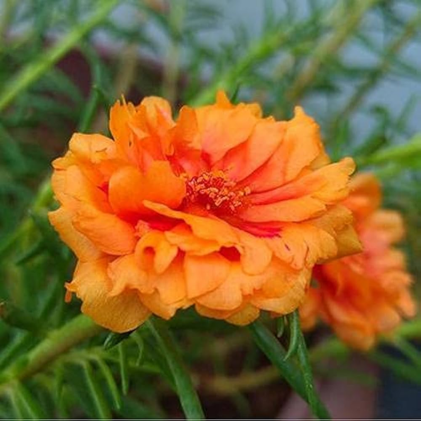 Portulaca, 9 O Clock (Orange) - Plant