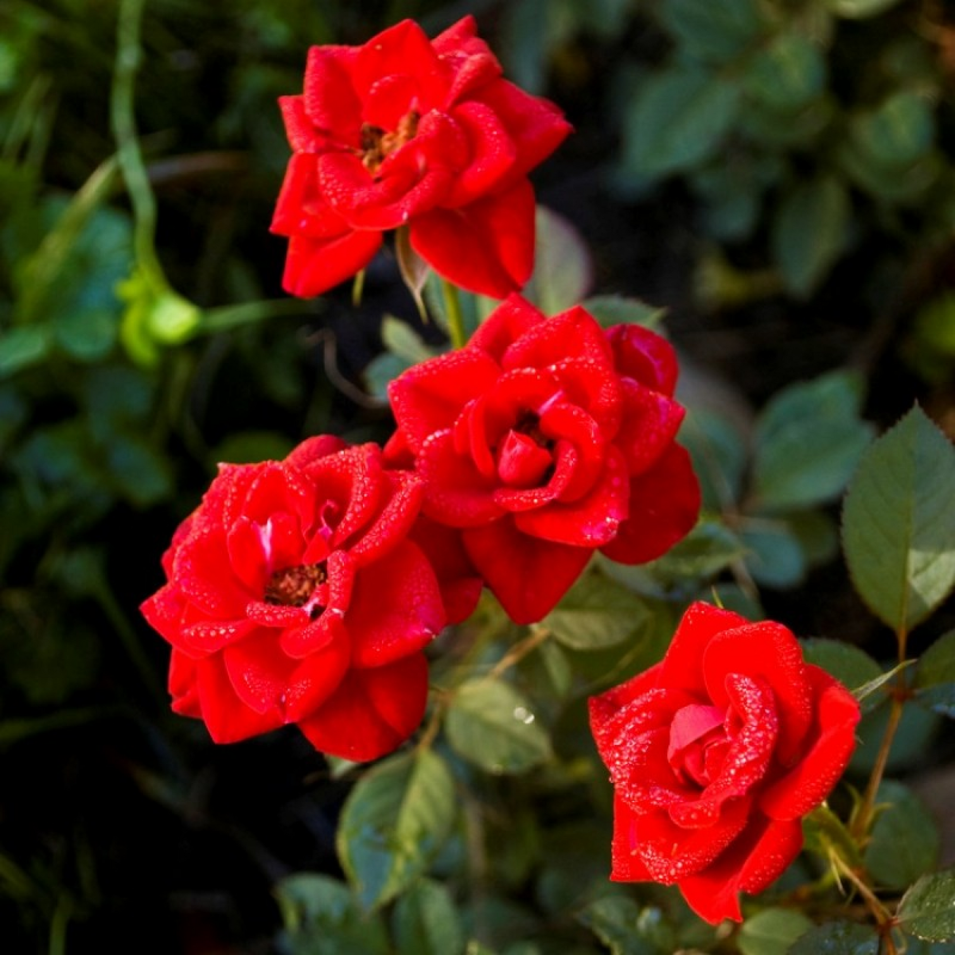 Miniature Button Rose (Red) Plant