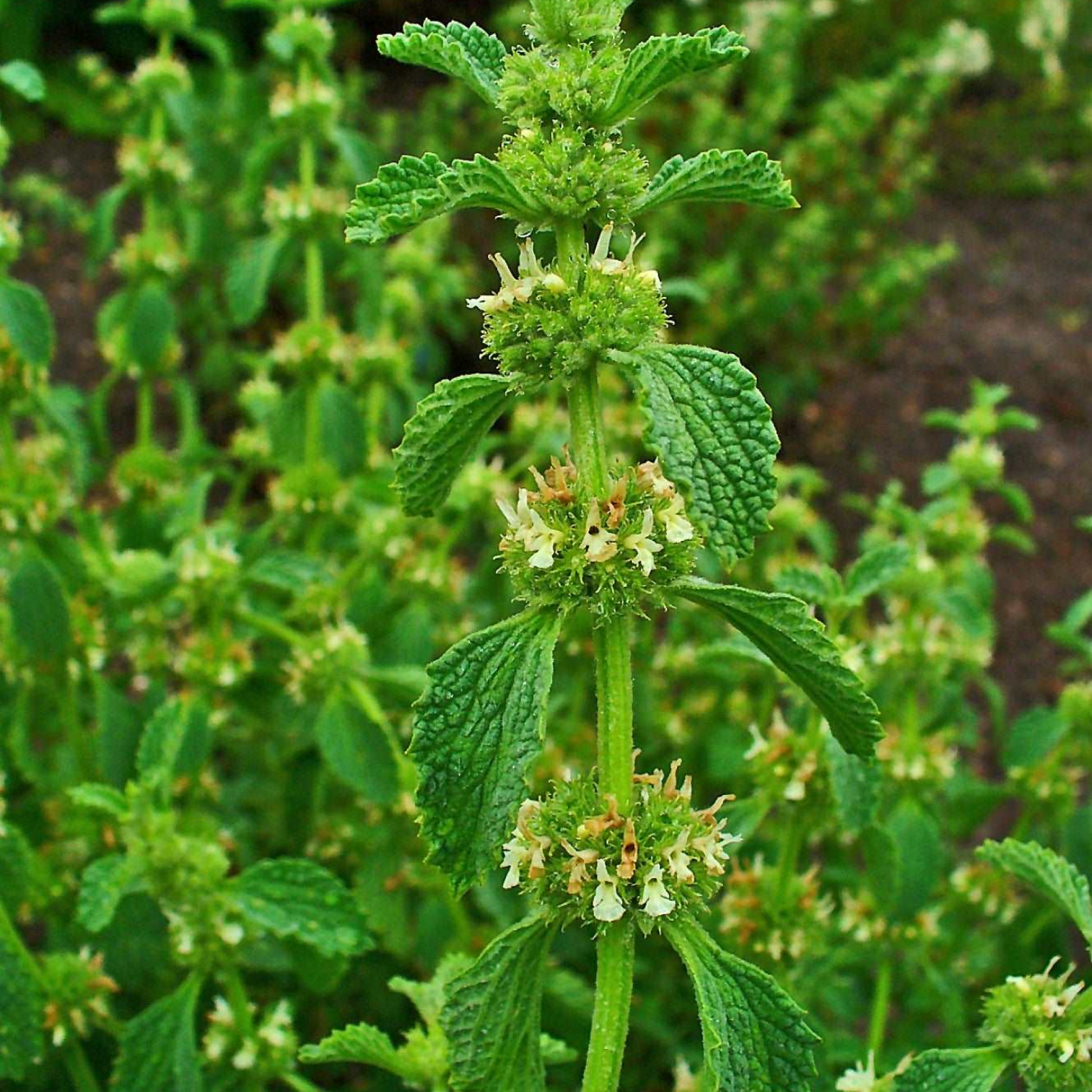 Marrubium vulgare Plant