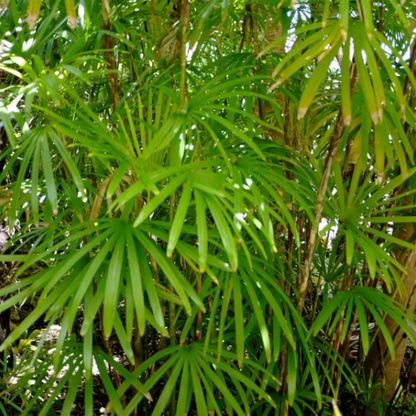 Rhapis humilis Plant