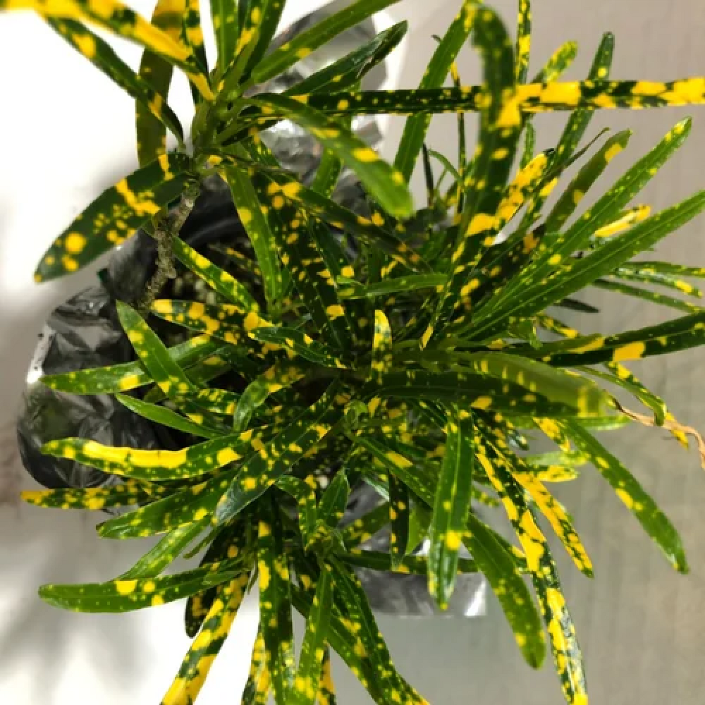 Croton Codiaeum (Gold Dust Big Leaves) plant