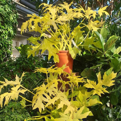 Philodendron selloum (Golden) Plant
