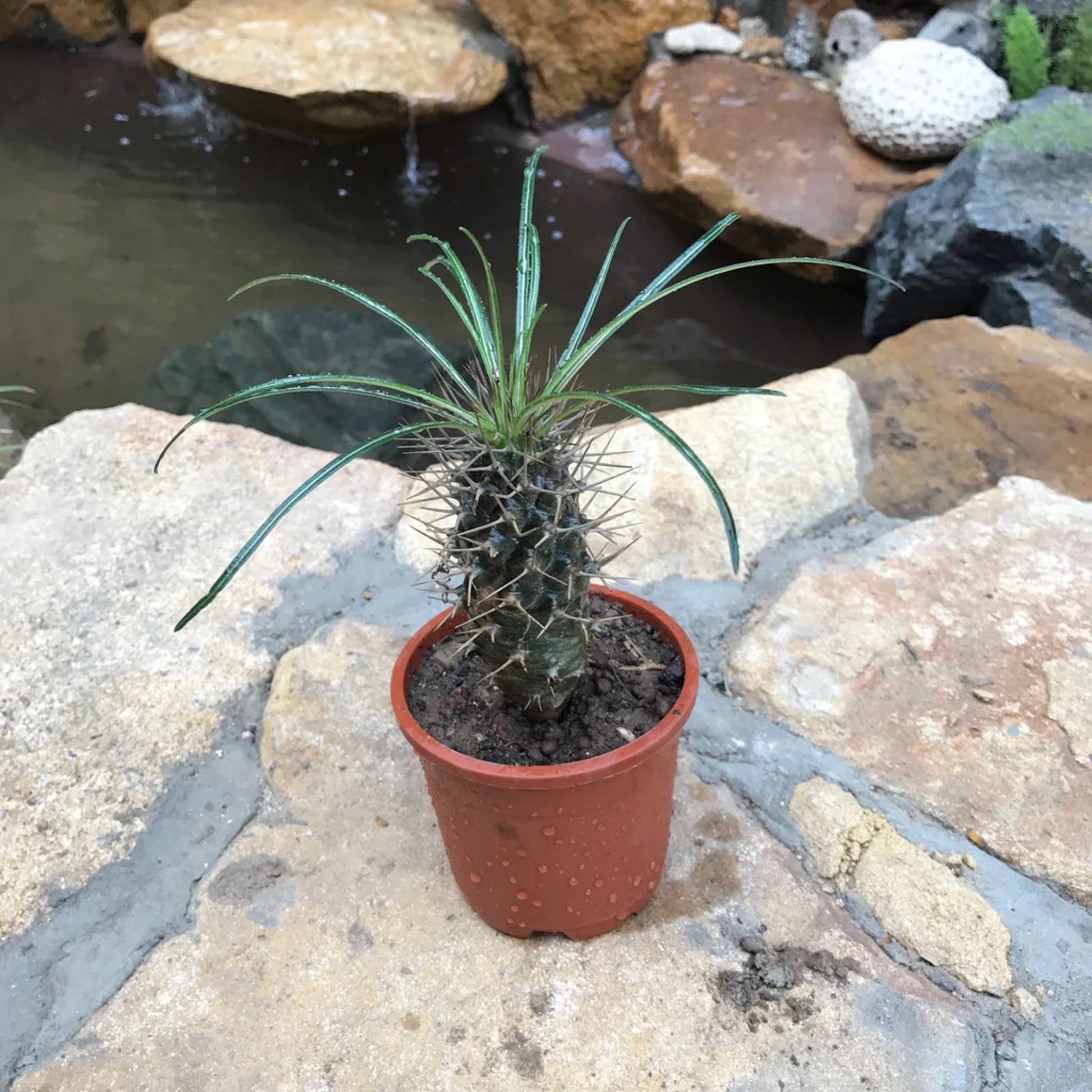 Pachypodium geayi Plant