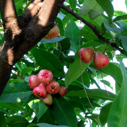 Jambu White Guava love apple Plant